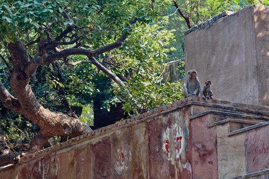 Macaque sitting near stairs in India with forest view behind