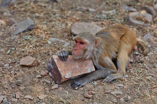 Lazy macaque lying on the ground in India