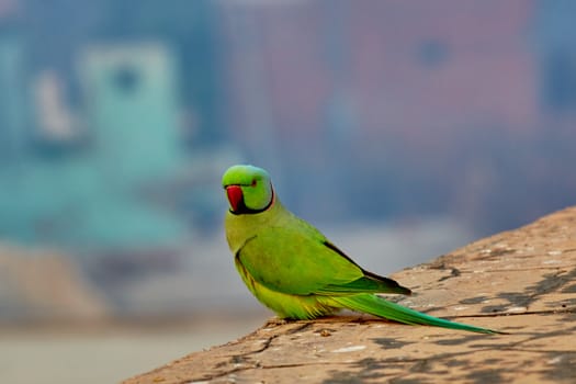 Green parrot in India on ancient wall close-up