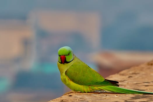 Green parrot in India on ancient wall close-up