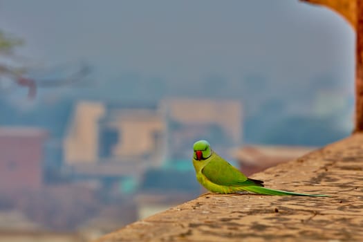 Green parrot in India on ancient wall close-up
