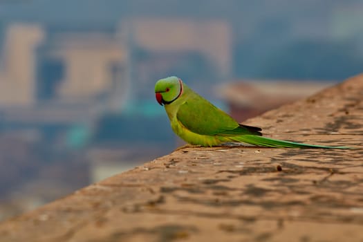 Green parrot in India on ancient wall close-up