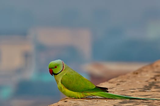 Green parrot in India on ancient wall close-up