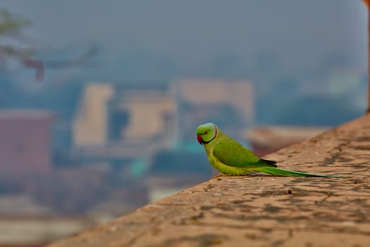 Green parrot in India on ancient wall close-up