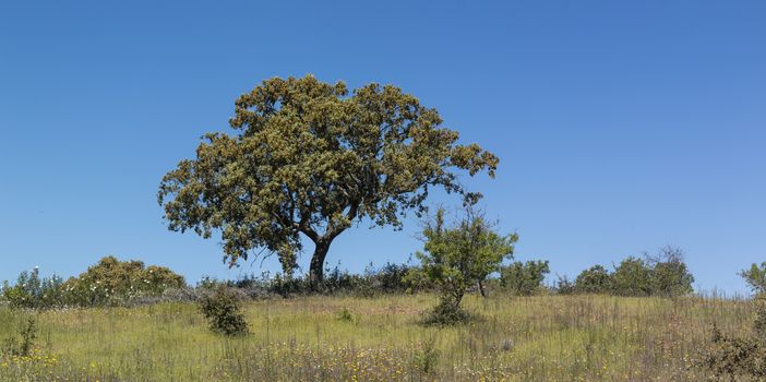 Quercus ilex tree in the Alentejo region.