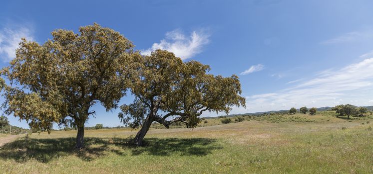 View of quercus ilex tree landscape in Alentejo.