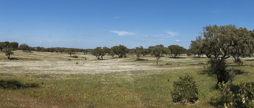Typical view of Spring landscape in Alentejo with white daisies and holm oak trees.