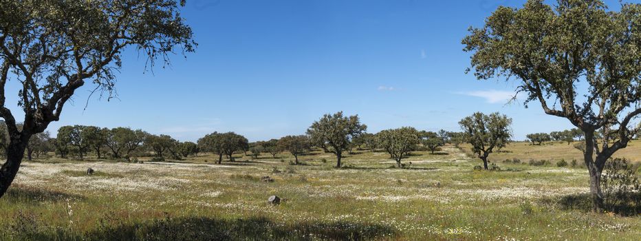 Typical view of Spring landscape in Alentejo with white daisies and holm oak trees.