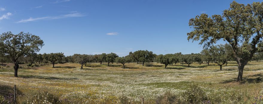 Typical view of Spring landscape in Alentejo with white daisies and holm oak trees.