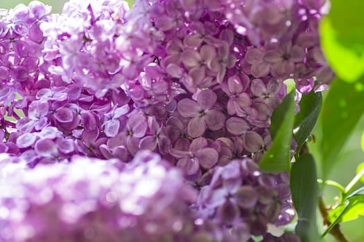 close-up of lilac flower in a tree
