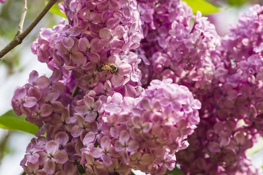 small wild bee working on a lilac flower