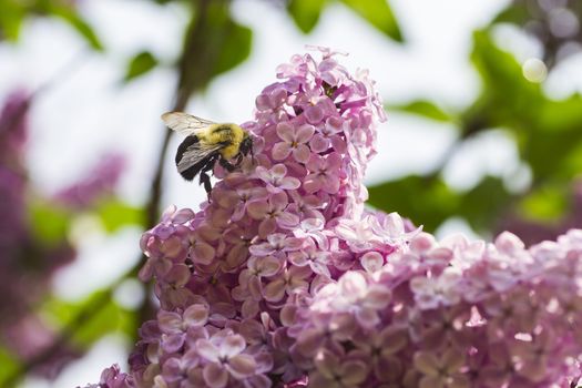 Bumblebee working on pollinating a lilac flower