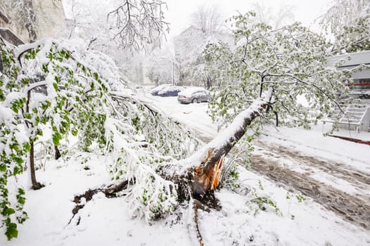 Chisinau, Republic of Moldova - April 20, 2017: Tree with green spring leaves fallen under the heavy snow, near small convenience store