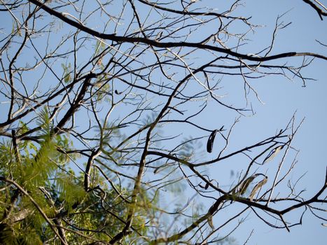 COLOR PHOTO OF TREE BRANCHES UNDER LIGHT OF THE SUN