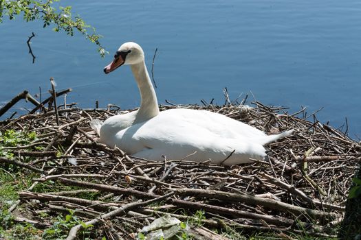 Mute swan at its nest with eggs in an urban park.