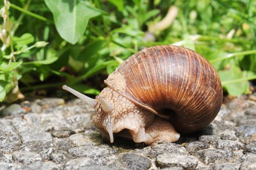 Snail with his shell on a garden