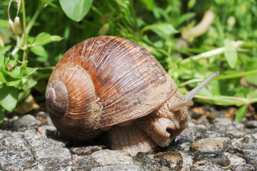 Snail with his shell on a garden