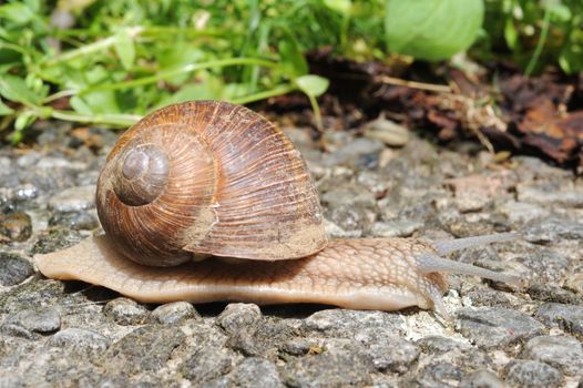 Snail with his shell on a garden