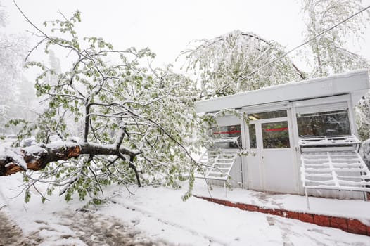Chisinau, Republic of Moldova - April 20, 2017: Tree with green spring leaves fallen under the heavy snow, near small convenience store