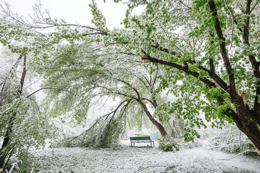 Chisinau, Republic of Moldova - April 20, 2017: Tree branch with green spring leaves broken by heavy snow, in dormitory area