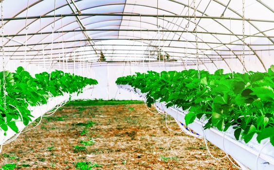Inside view on Greenhouse for the cultivation strawberry