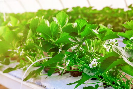 Close-up view on strawberry plant on greenhouse