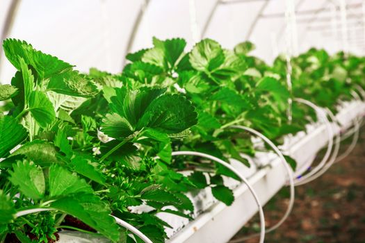 Close-up view on strawberry plant on greenhouse