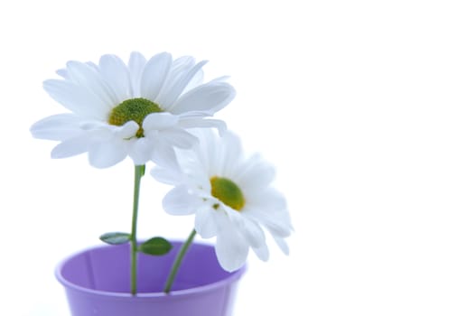 Two isolated white spring daisies in a plant pot 