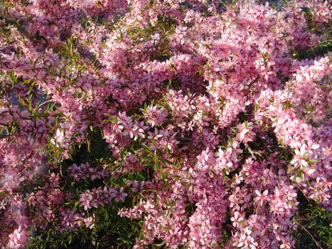 pink flower azalea rhododendron group bright cerise flowers background crops (Rho­dodendron schlippenbachii).