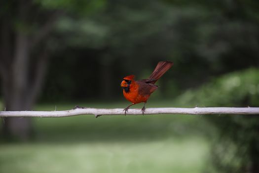 Red common cardinal perch on a branch