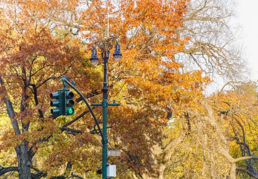 traffic light with trees in central park, New York