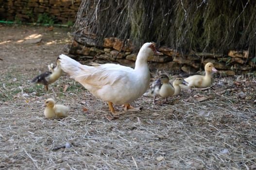 duck in a farmyards in Dordogne