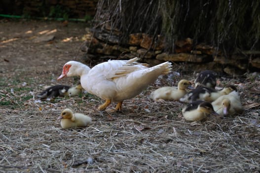 duck in a farmyards in Dordogne