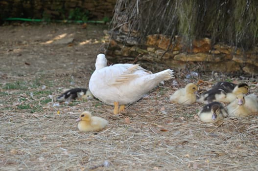 duck in a farmyards in Dordogne