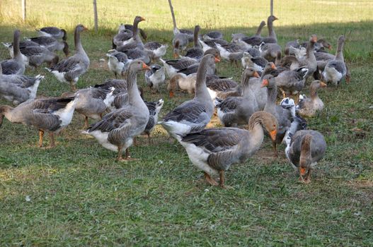 Farmed goose standing on grass in Dordogne