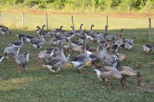 Farmed goose standing on grass in Dordogne