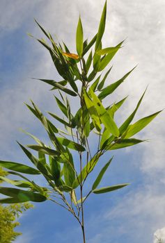 Bamboo Leaves