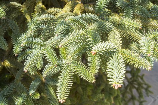 Abies Pinsapo branches in a garden