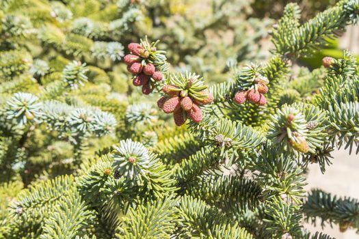 Abies pinsapo branches with fruits