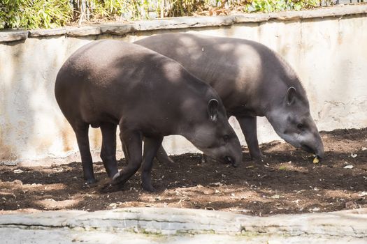 Two brazillian tapir looking for food on earth