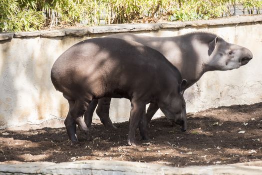 Two brazillian tapir looking for food on earth