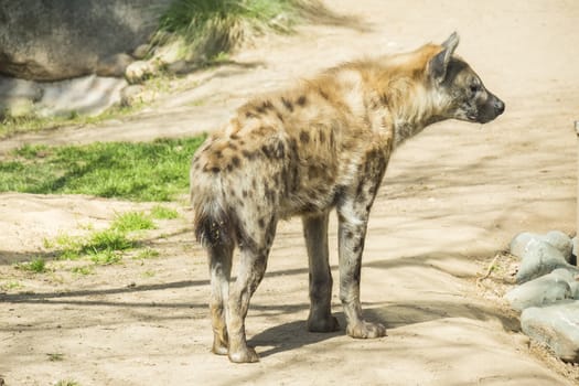One Spotted hyaena staring at something