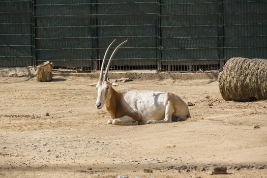 Oryx resting peacefully under the sun