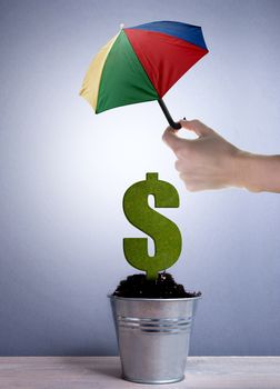 Dollar plant growing in a pot protected with an umbrella