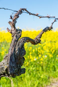 Vine during spring in vineyard with yellow field on background