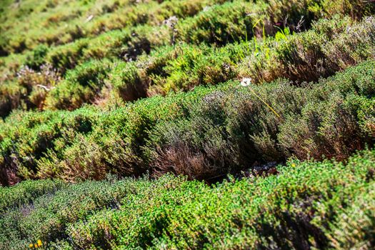 row field of thyme during spring