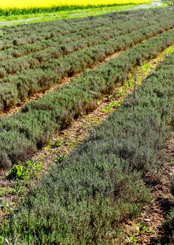 row field of thyme during spring