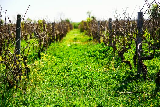 beautiful rows of grapes before harvesting in a french vineyard