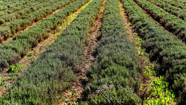 row field of thyme during spring