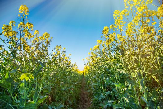 Canola flowers, colza. Blooming rapeseed flowers close-up in spring